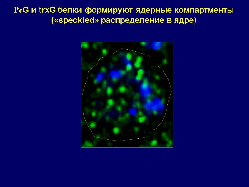 PсG и trxG белки формируют ядерные компартменты («speckled» распределение в ядре)